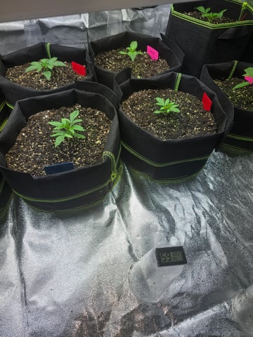 2nd Autoflower Indoor Grow — vegetative, day 14