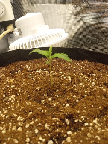 White Widow XXL Auto — vegetative, day 13