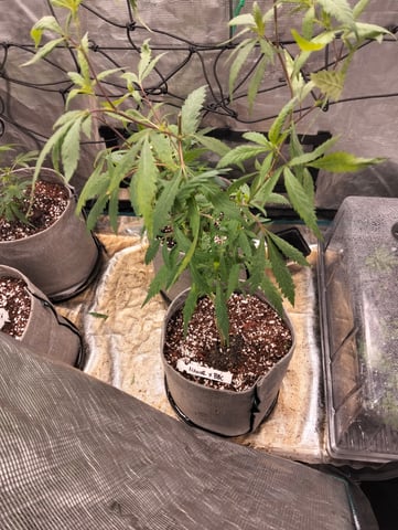 Nana's x BBC  — seedling_rooting, day 4