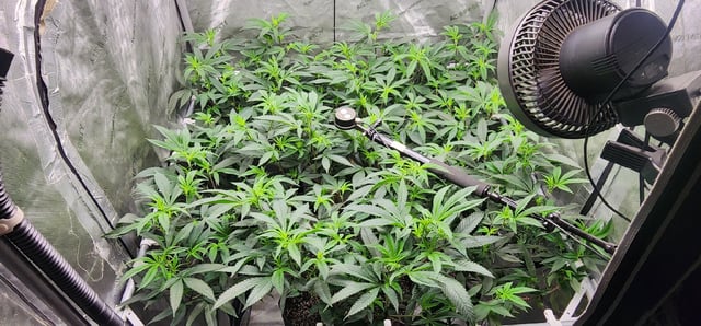Punch Mints — flower, day 10