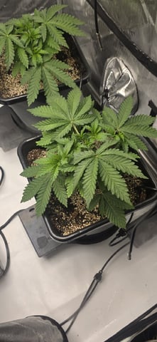 Maple Nectar  — vegetative, day 27