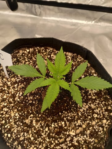 Round 2🥊 — seedling_rooting, day 20