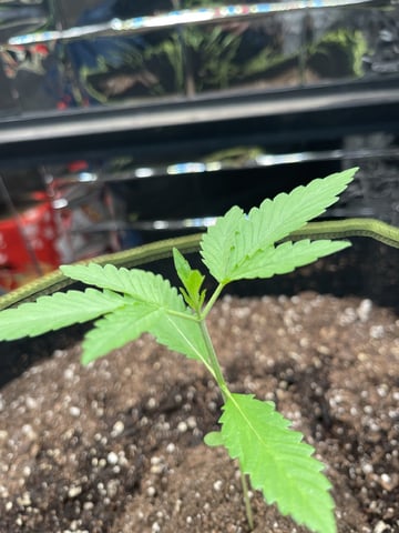 My First Grow — vegetative, day 16