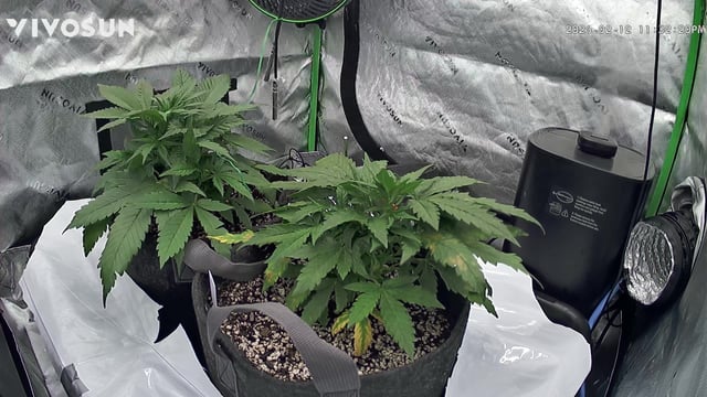 Ztrawberriez (Auto) 2026 - 1 — vegetative, day 32