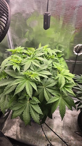 Purple Haze — flower, day 27