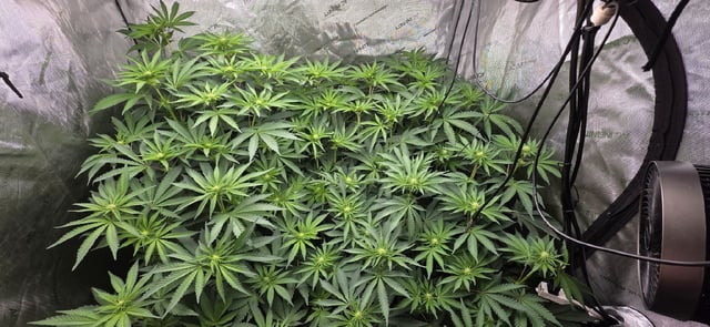 Maple Nectar  — flower, day 56