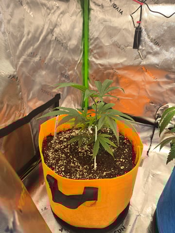 MOTHER ROOM — vegetative, day 9