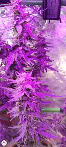 smoke 2 — flower, day 1