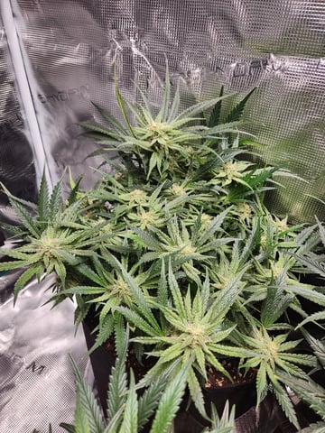 Autoflower grow. my first grow  — flower, day 55