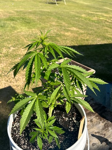 First ever grow — flower, day 51
