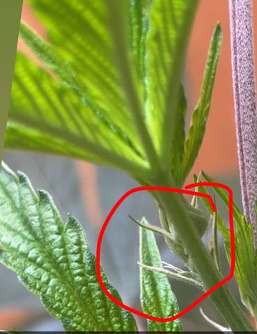 Triple Cake  — flower, day 21