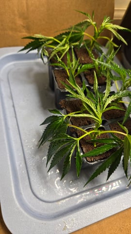 2nd Generation Clones — seedling_rooting, day 3