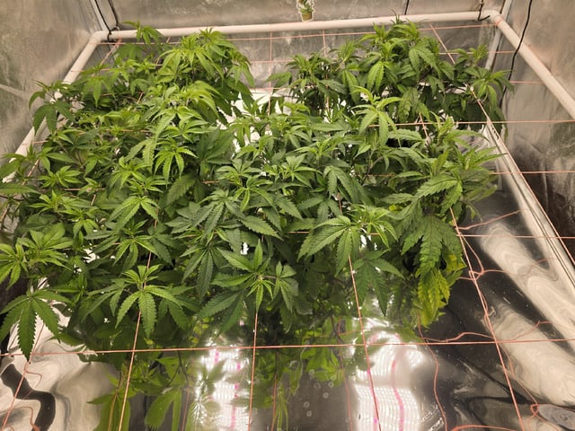Oceanz 16 — vegetative, day 104