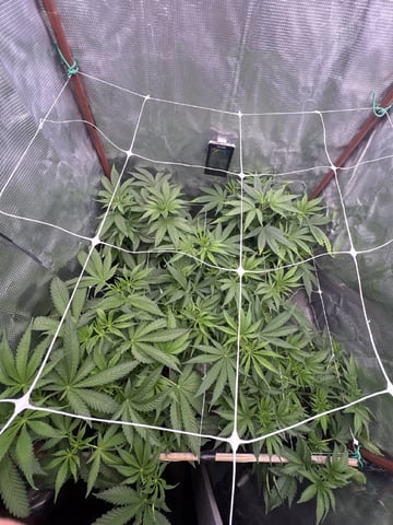 first grow in new 2x2 — flower, day 61