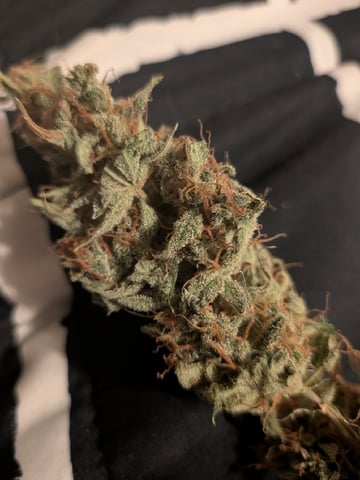 Zkittlez (Auto) — harvest, day 124