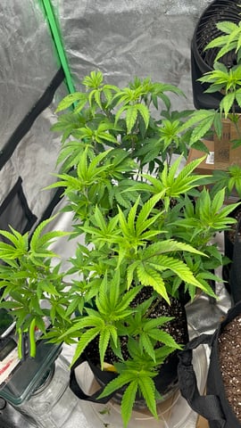 CB (Fem Photo) — flower, day 25