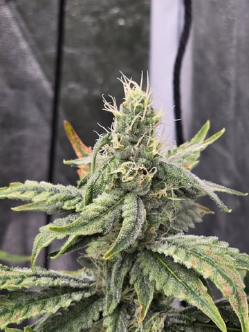 Oceanz 16 — flower, day 139