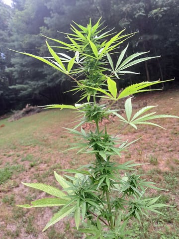 Bucket List Grow #2 — flower, day 68