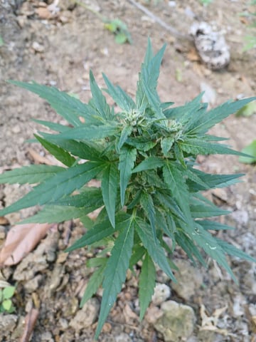 High grade — flower, day 1