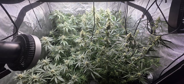 strawberry guava bx — flower, day 13