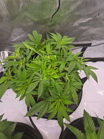 Purple Haze  — vegetative, day 28