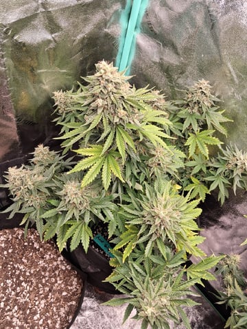 Lemon Cherry Cookies, Purple Haze and Strawberry Gorilla Grows — flower, day 99