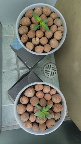 Projeto Seed FC  — seedling_rooting, day 1