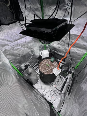 Pine (Auto) 2025 - 0 — seedling_rooting, day 15