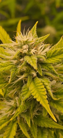 Back at it again!  — flower, day 1