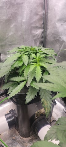 My First Grow — vegetative, day 42
