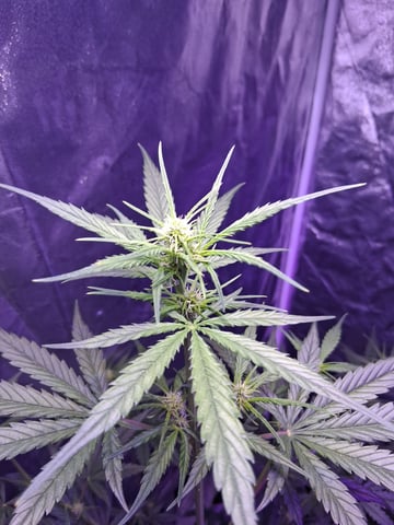 first auto grow — flower, day 42