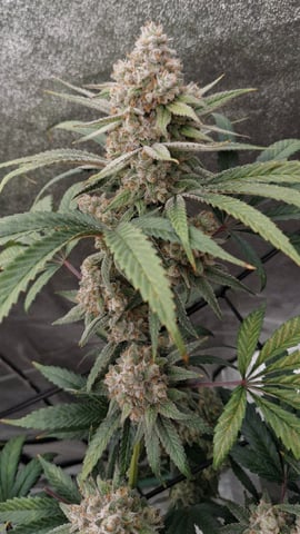 Experimental DIY Run — flower, day 29