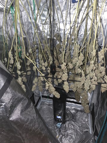 Master Kush — harvest, day 136