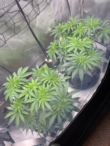 northern lights — vegetative, day 29