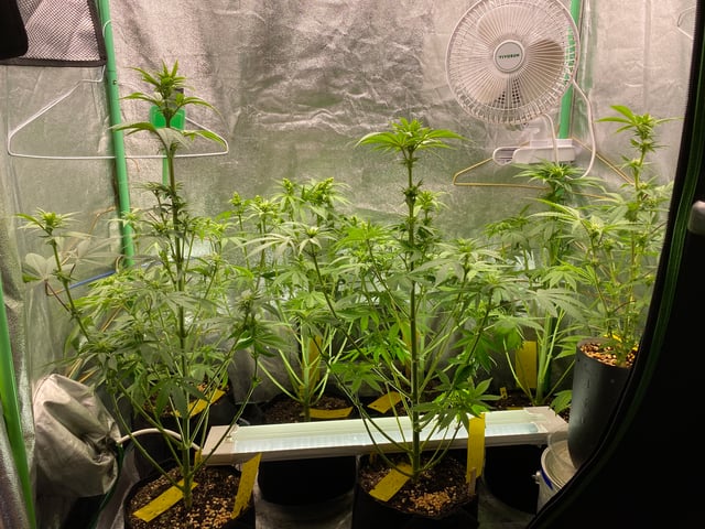 The White X Run Away Bride #3 — flower, day 59