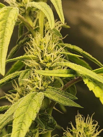 Sour Diesel — flower, day 14