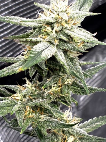 Blueberry critical kush x purple peyote wifi  and one L.a kush cake . — flower, day 64