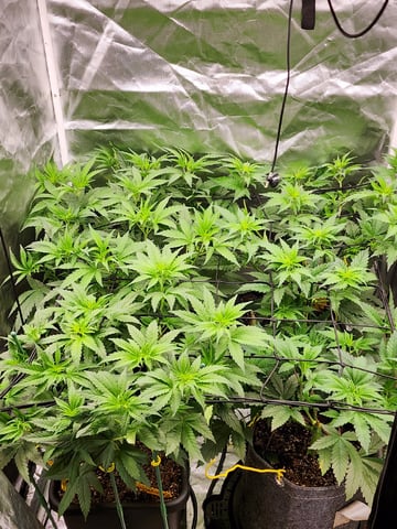 Hashburger And Lemon Deisel — harvest, day 3