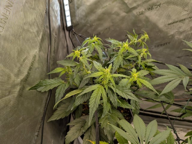 White Widow? — flower, day 42