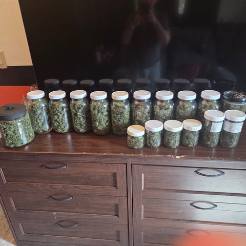 1st indoor grow 8 smaller plan t s — seedling_rooting, day 1