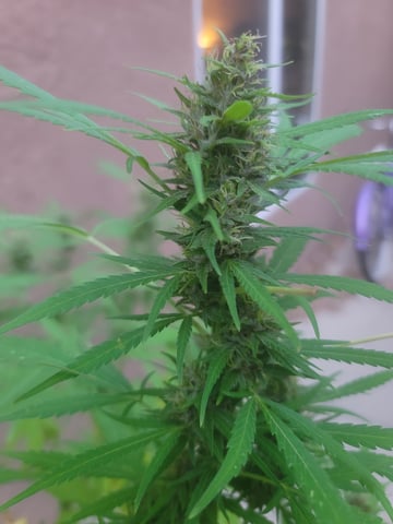 Poison Rainbows — vegetative, day 128