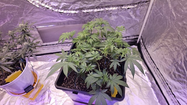 first grow adventure  — flower, day 56