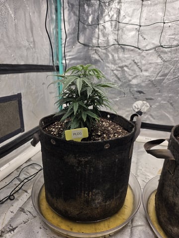Granny Candy and PLCG — vegetative, day 45