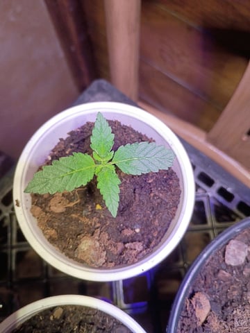 First Grow — seedling_rooting, day 4