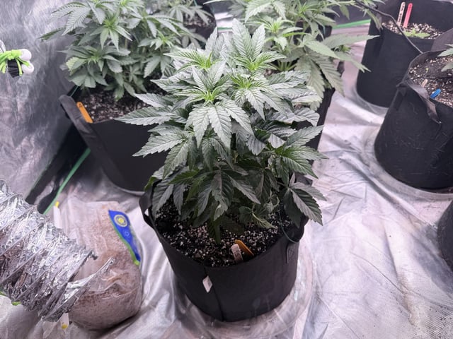 4’x8’ Grow1 — vegetative, day 38