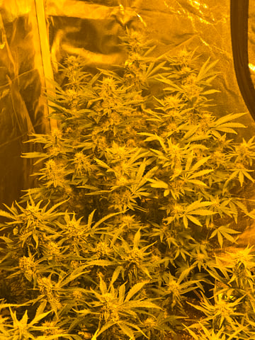 2nd Autoflower Indoor Grow — flower, day 61