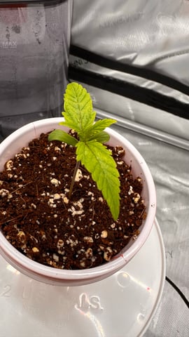 Autos: Banana Purple Punch (1)  & Guava Fig (2) — seedling_rooting, day 6