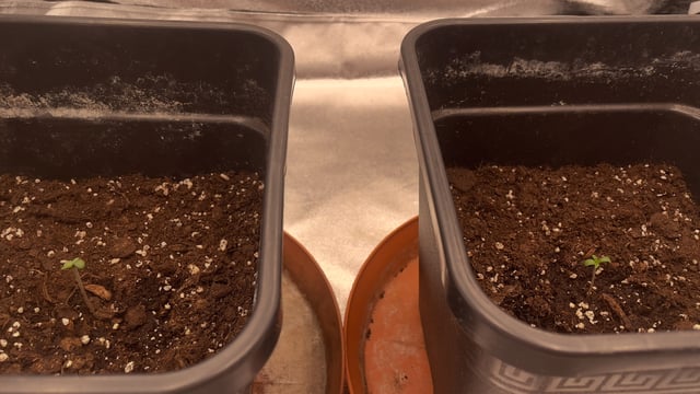 LSD feminized — vegetative, day 7