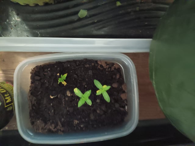 young seedlings.