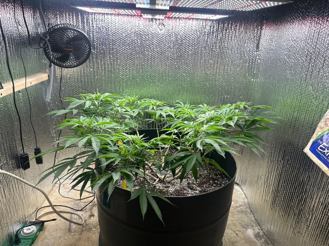 Gelly Mama and Sugar Tree — flower, day 176